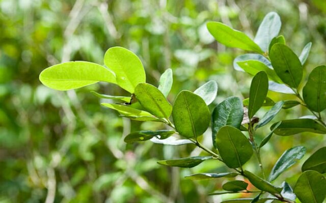 Pimenta racemosa; Bay Rum; West Indian Bay Tree; Bay Rum Tree