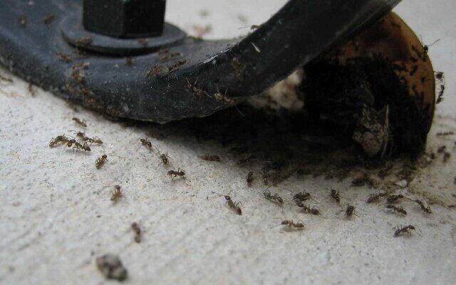 муравьи1