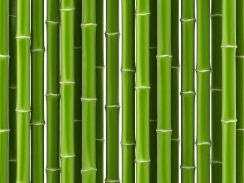 Уход за бамбуком в домашних условиях
